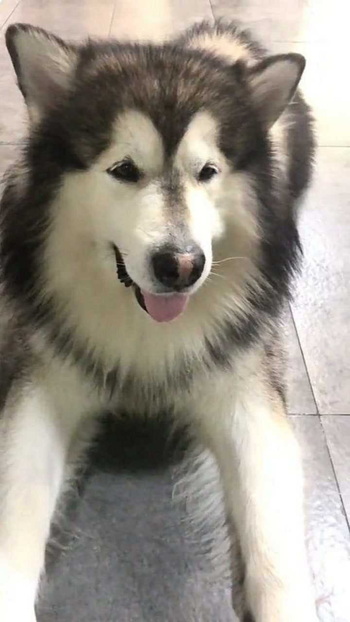 在办公室长大的阿拉斯加犬