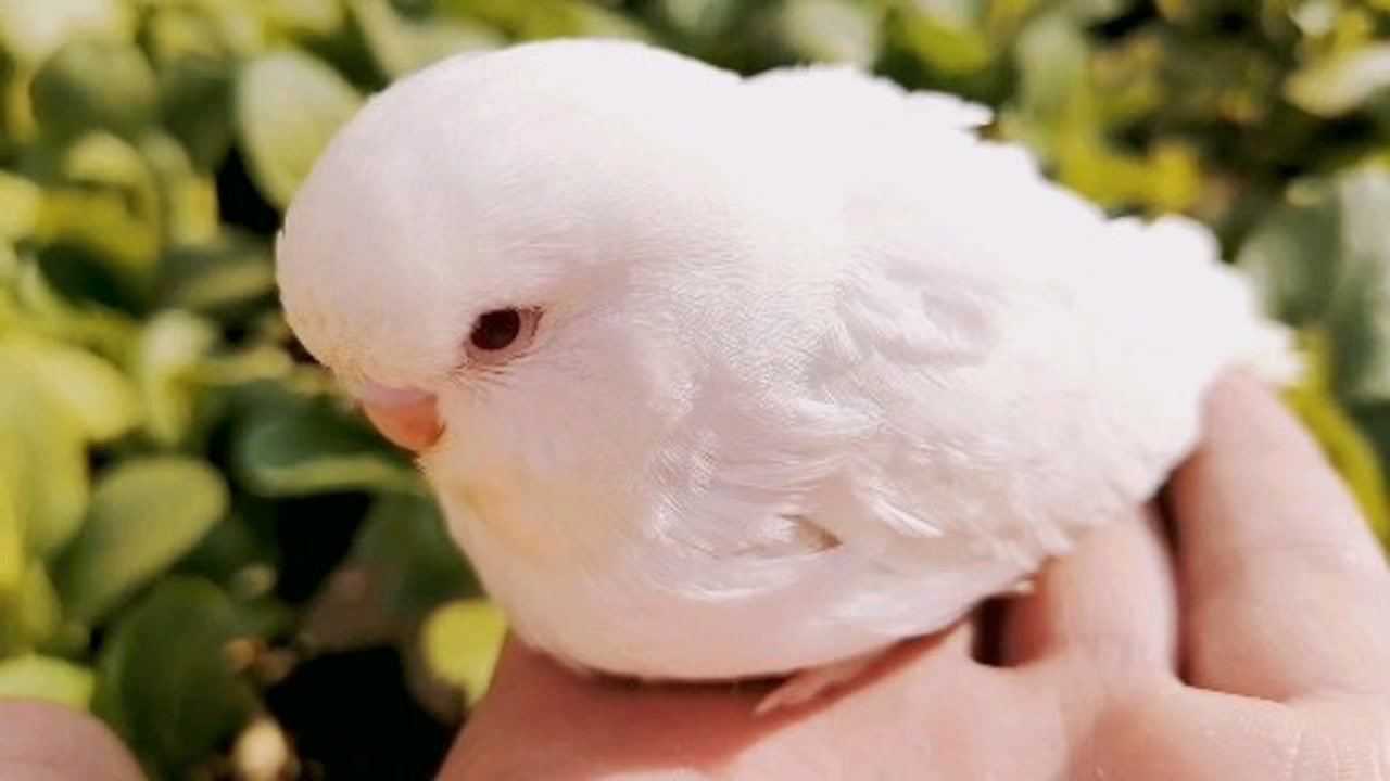 家里养的纯白红眼大头虎皮鹦鹉今日居然飞跑了唉伤心希望它会过的很好