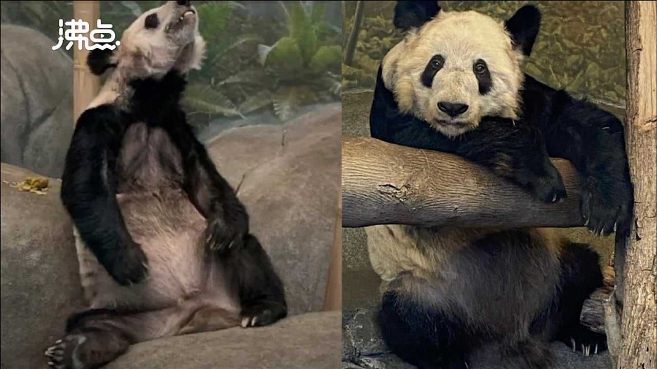 美国孟菲斯动物园大熊猫瘦骨嶙峋 中国动物园协会:属于老年并患有皮肤