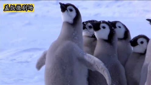 纪录片：这是我们从未见过，有史以来最详细的，企鹅成长全过程！