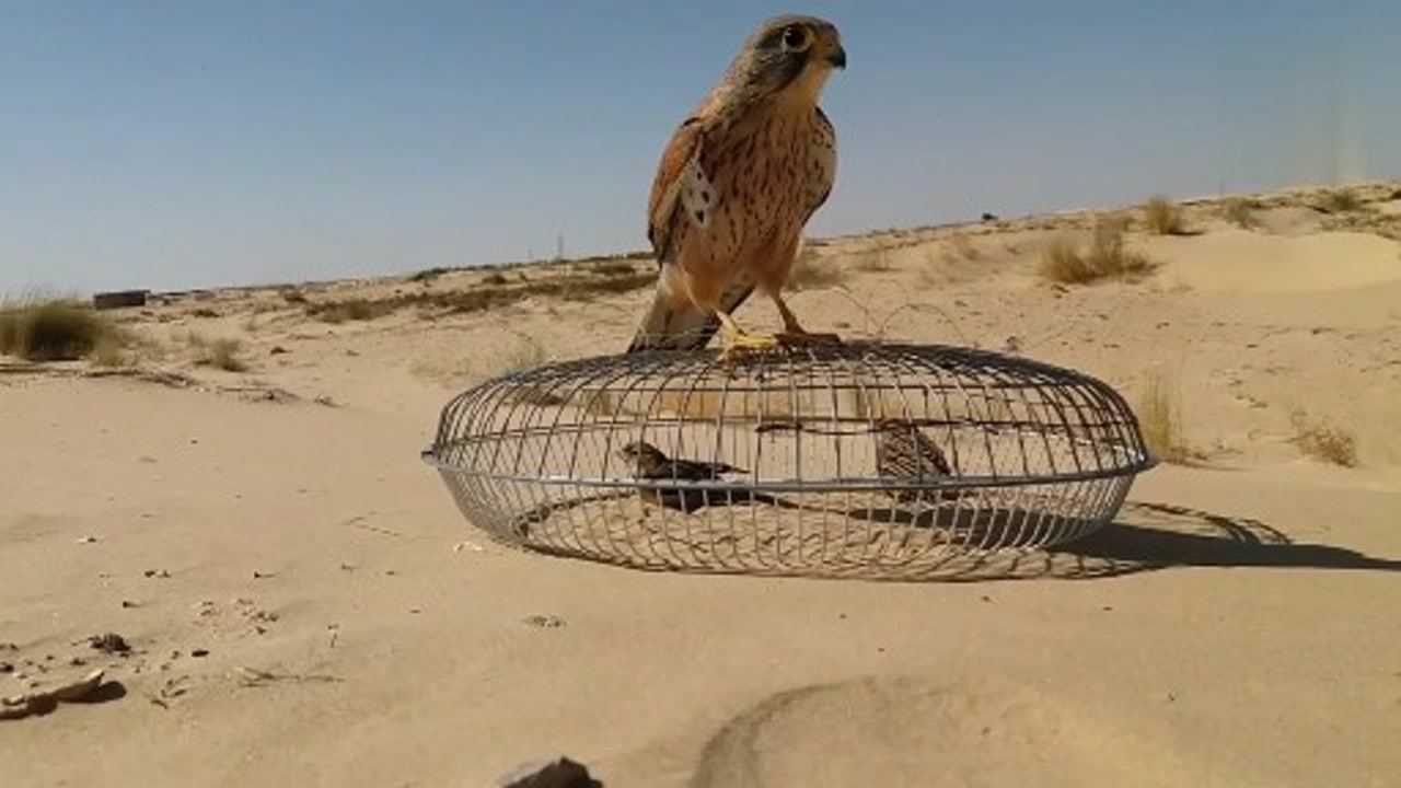 麻雀在铁盖子里面,幸运的躲过了猎鹰的抓捕!