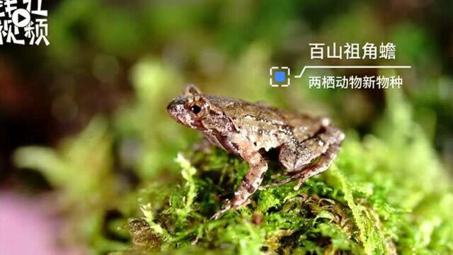 浙江丽水发现两栖动物新物种百山祖角蟾