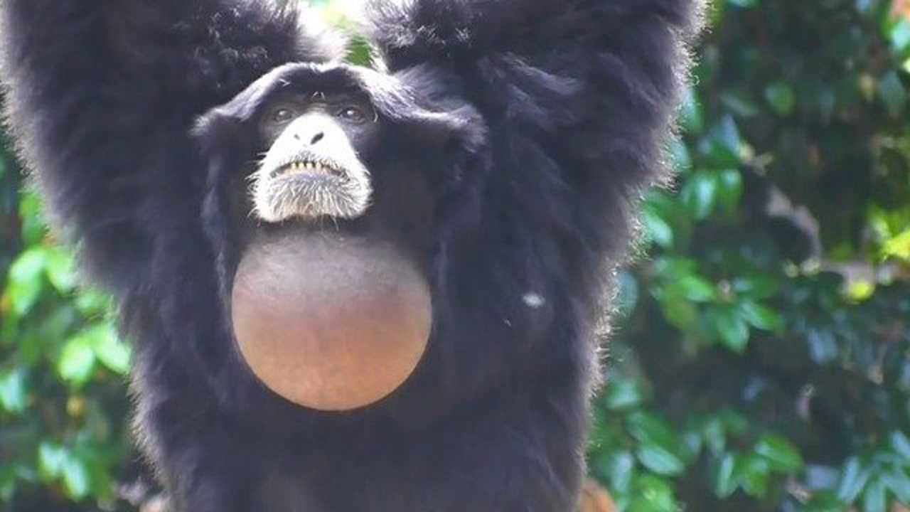 这只猴子长相奇特,脖子上挂着一个"大包",游客:得了甲状腺结节_腾讯视