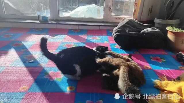 农村双峰对决赛,黑花猫Vs狸猫,最终花落谁家?猜对有奖