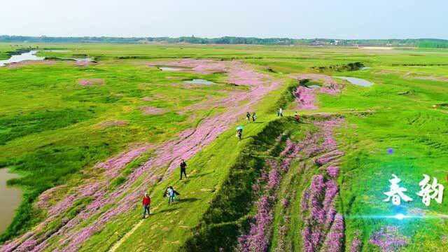 【汨罗首届旅游摄影大赛】袖舞ⷮŠ汨罗江湿地 狄树