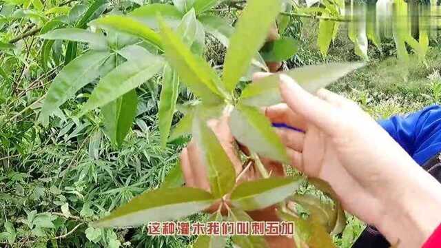 农村一种带刺的植物,即可当野菜,又可做药材,可惜很多人不认识