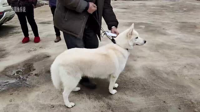 蓝眼睛,雪白的毛,这是什么品种的狗?村里老人们没见过稀奇的议论纷纷