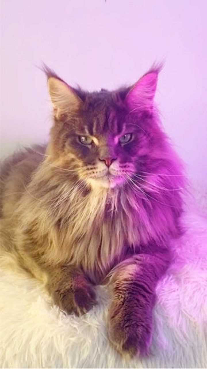 缅因猫小时候可爱呆萌～长大后威武霸气!帅到你了吗?