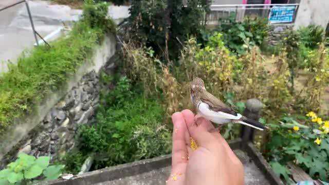 从小养大的文鸟本来以为和我有感情,谁知道吃饱后就集体飞走了