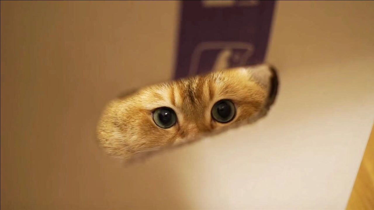 当乖猫学会暗中观察,网友:有当侦探的潜质