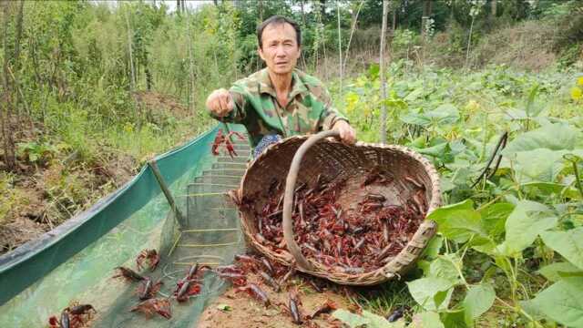 老农投放10000只虾苗,四条网干炸窝净赚1200元,这方法真牛