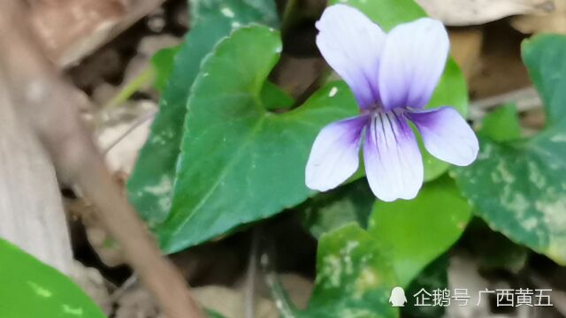 这种开花植物叫野堇菜,是一种野生中草药材,认识一下吧