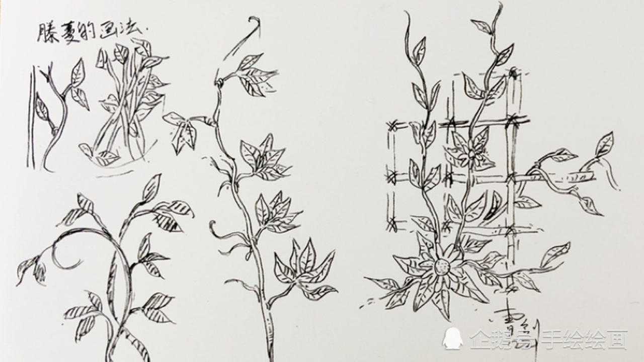 藤蔓怎么画钢笔画入门教程风景速写植物系列