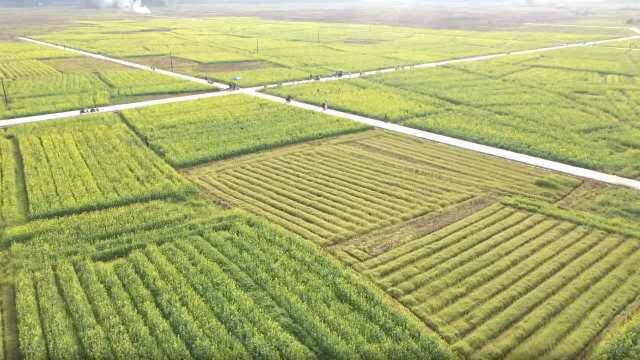 不榨油不靠颜值!广西千亩油菜花承担特殊任务