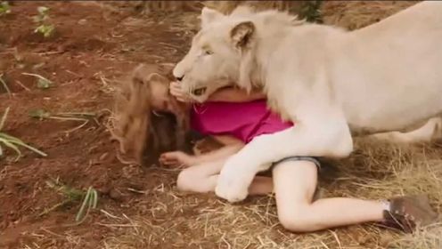 动物学家说千万不要背对狮子，女孩就是不信邪，结果让人心碎！