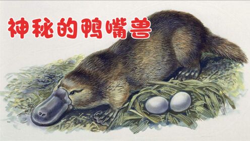 超萌的鸭嘴兽,会下蛋的哺乳动物,上亿年都没有进化