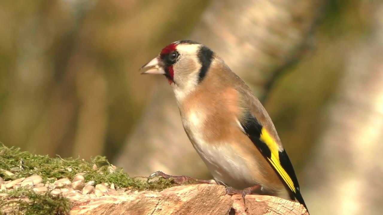 红额金翅雀:赶紧吃,等下鬼子进村了!