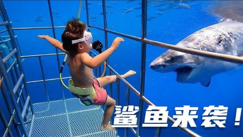 4个没人敢相信的水下画面，花钱把自己送到鲨鱼嘴边是什么体验？