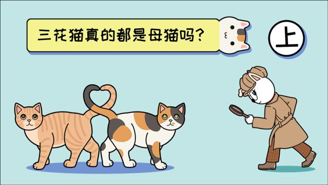 为什么三花猫大概率是母猫呢?三花公猫这么少呢?(上)