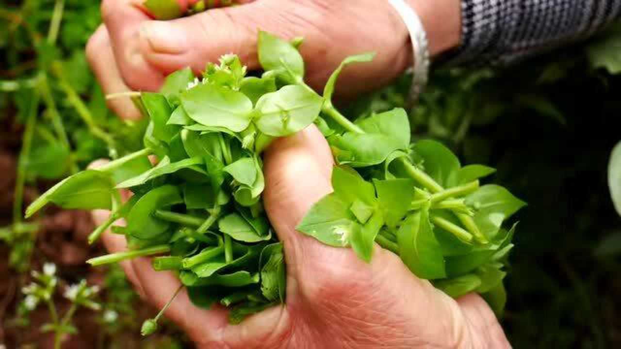 农村遍地都是的鹅儿草,婆婆摘回家清炒,脆嫩爽口,味道真不错!