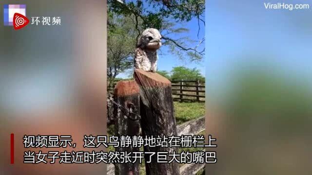 哥伦比亚一女子白天拍到一只大林鸱张大嘴似“打呵欠”