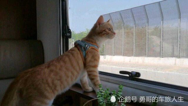 小猫的房车生活是这样的,看看世界吃吃睡睡,它可是一只幸福猫咪