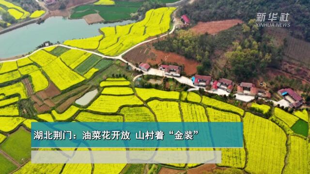 湖北荆门:油菜花开放 山村着“金装”