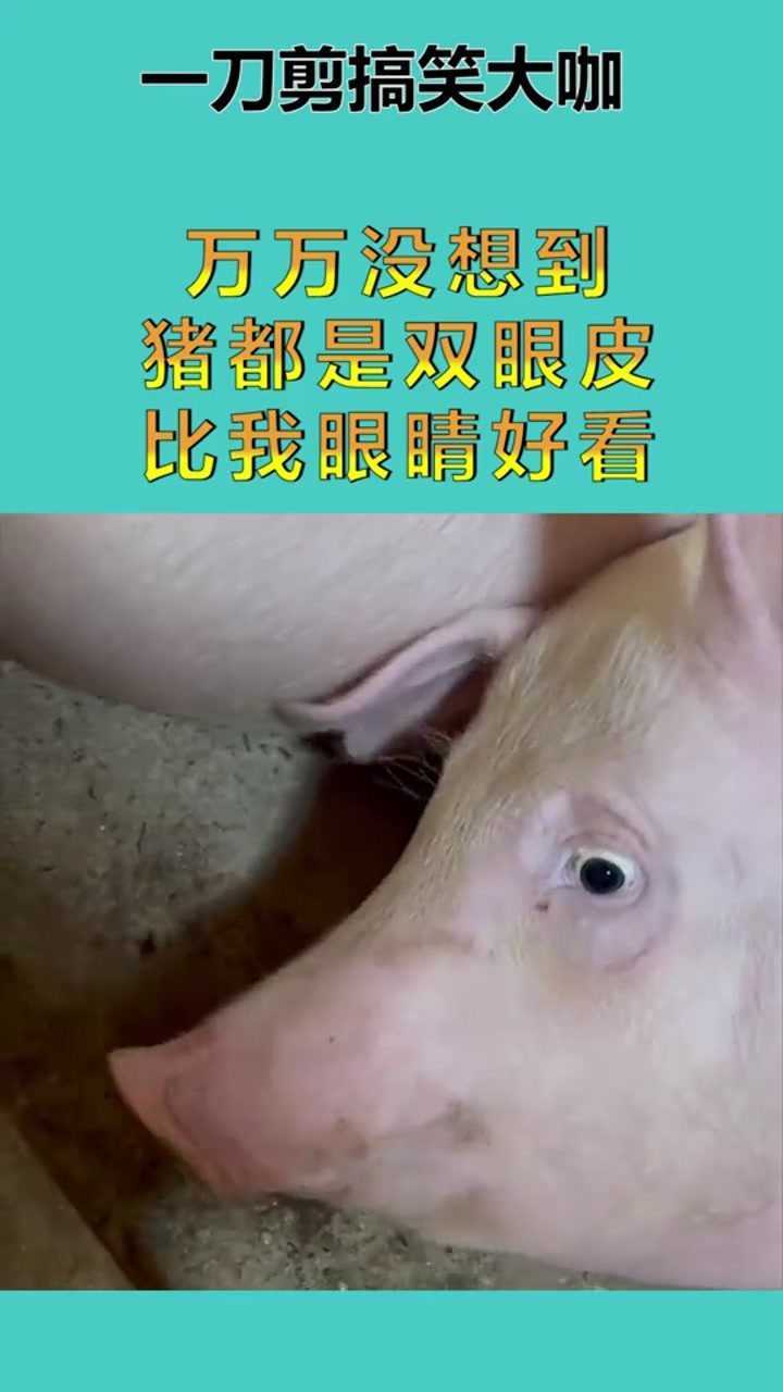 猪的眼睛为什么像人图片