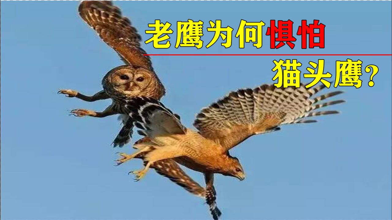 猫头鹰还能捕食老鹰?老鹰如此凶猛,为何难逃魔掌?