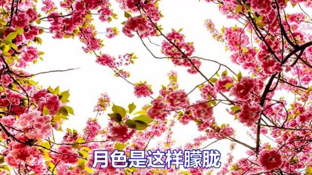 一首经典情歌《残花如一梦》