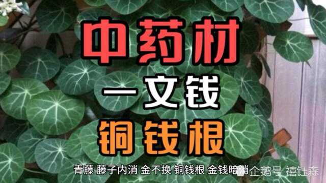 中药材:一文钱,铜钱根