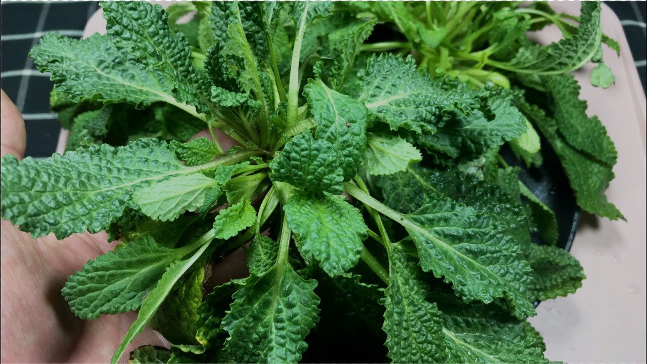 蛤蟆菜吃过吗?春天非常好吃的一种野菜,经常吃对身体好