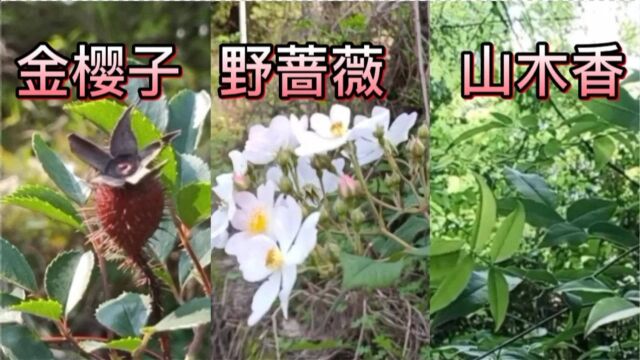 全面介绍野蔷薇,山木香,金樱子,硕苞蔷薇亲和性及扦插活性和特征