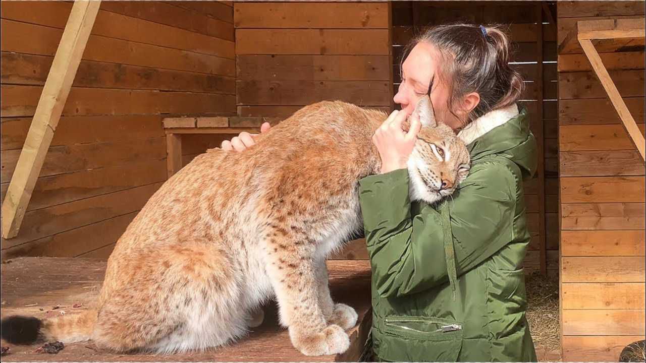 猞猁吃人图片食物图片