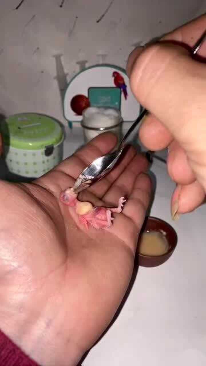 玄凤鹦鹉刚出生的样子眼前的这一幕真是长见识了