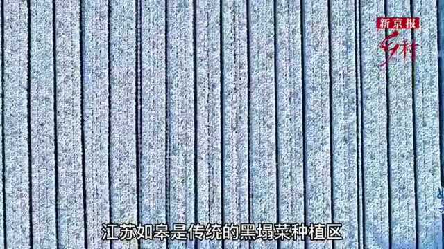 你知道黑塌菜吗?这种冰雪中生长的蔬菜,将登上北京市民的餐桌