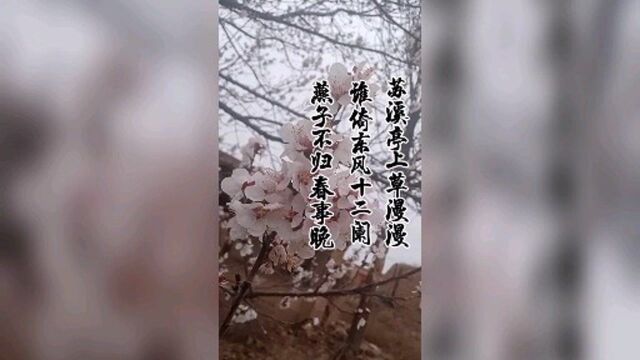 苏溪亭上草漫漫