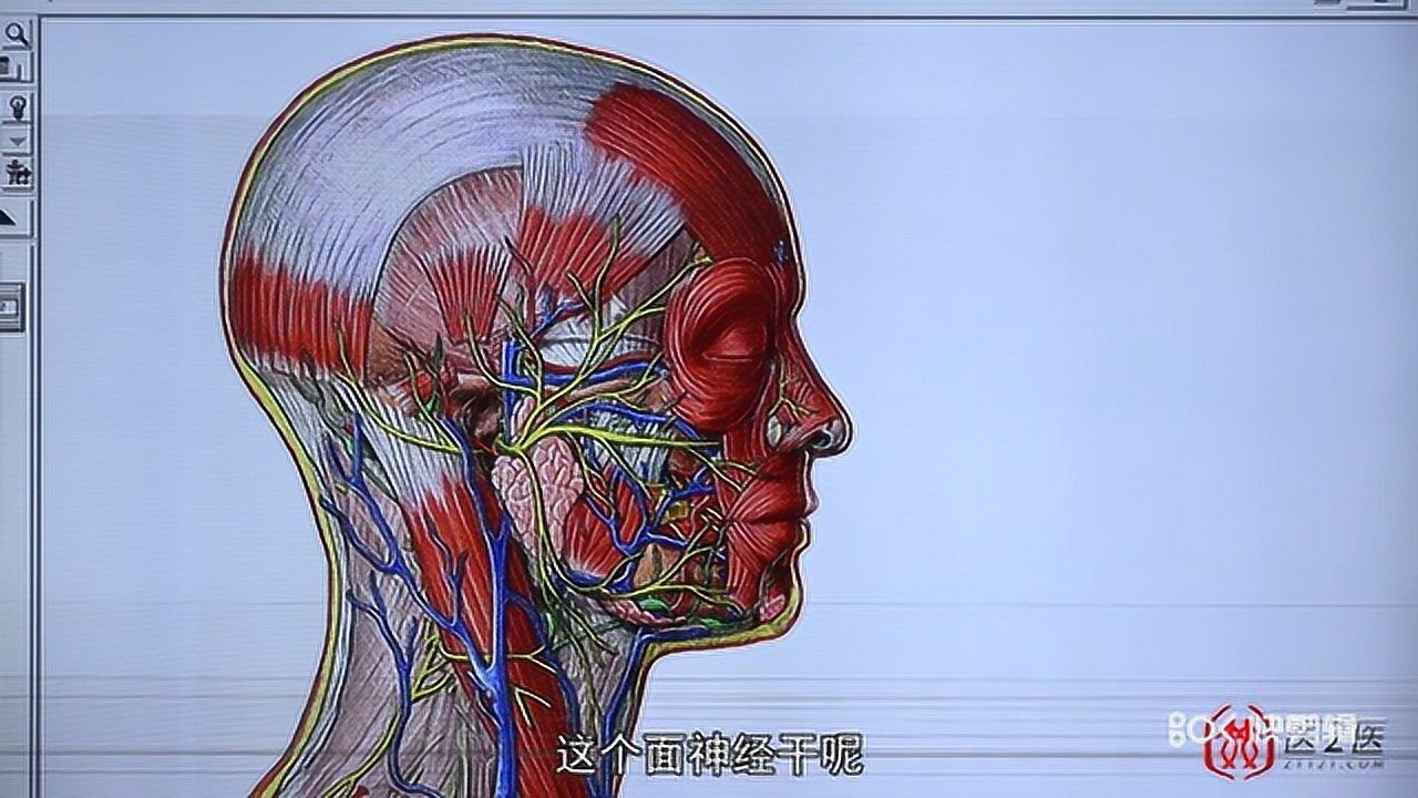 呂曉峰老師淺筋膜調理面癱面肌痙攣三叉神經痛