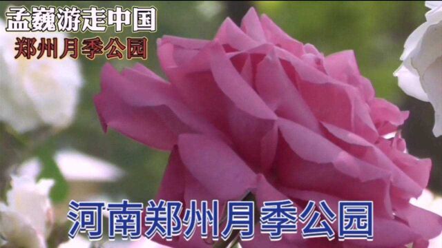 五一假期郑州赏花去哪里?月季观赏网红打卡地,郑州月季公园