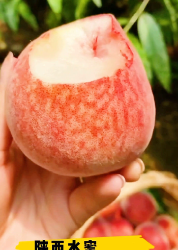 陕西渭南水蜜桃,每天新鲜采摘,春夏解暑补水好水果