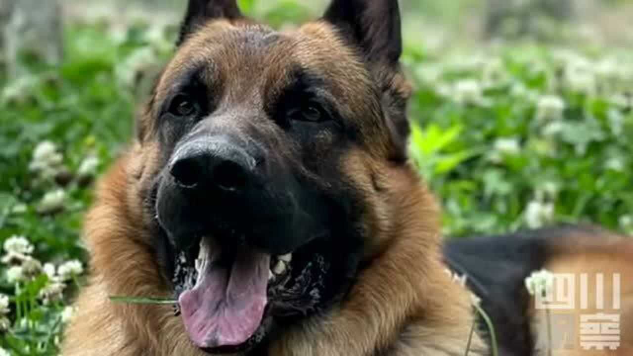 搜救犬西西找到了西西曾救过8人战功赫赫感谢所有帮忙的好心人