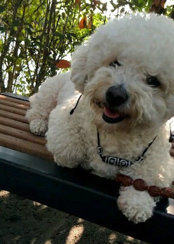 宾果这样大网红,佩戴藏传千年老天珠,手拿大师雕刻十八罗汉,您觉得酷