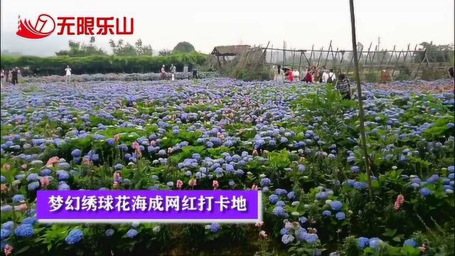 峨眉双福:梦幻绣球花海成网红打卡地