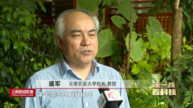 云南农大建成全球最大型葡萄属植物基因组学数据库