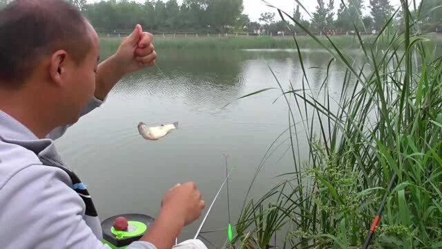 东明县的五里河,没杂鱼闹窝,钓鱼特别爽