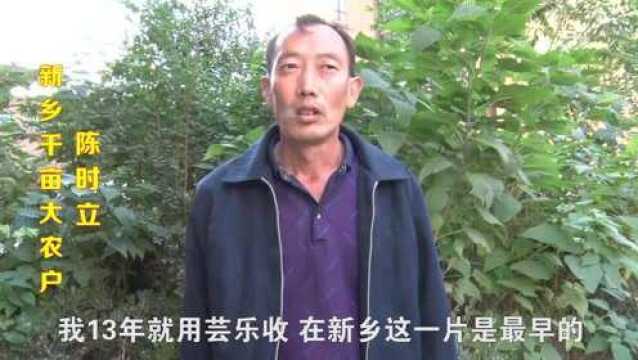 芸乐收真能高产吗?新乡1800亩大农户用后这样评价