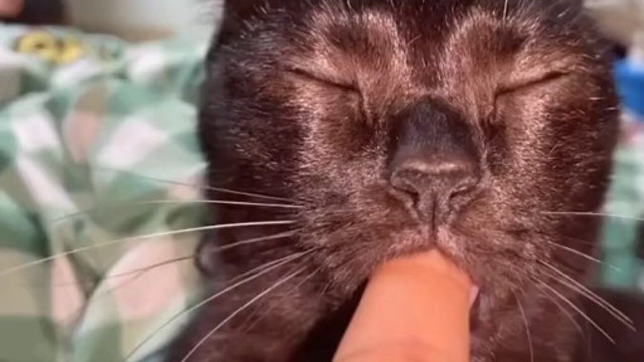 小奶猫,人工奶嘴