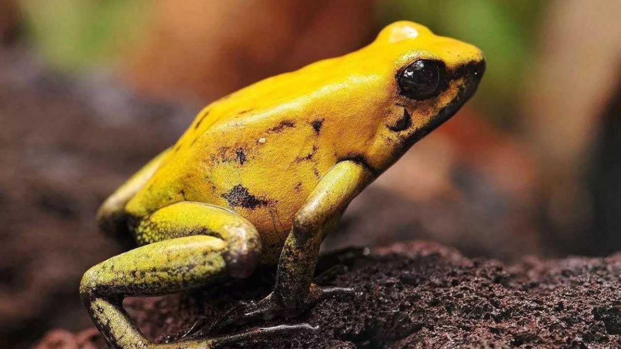 世界上最毒最强的青蛙,小黄金剑毒蛙,一克毒就可以杀死一万人