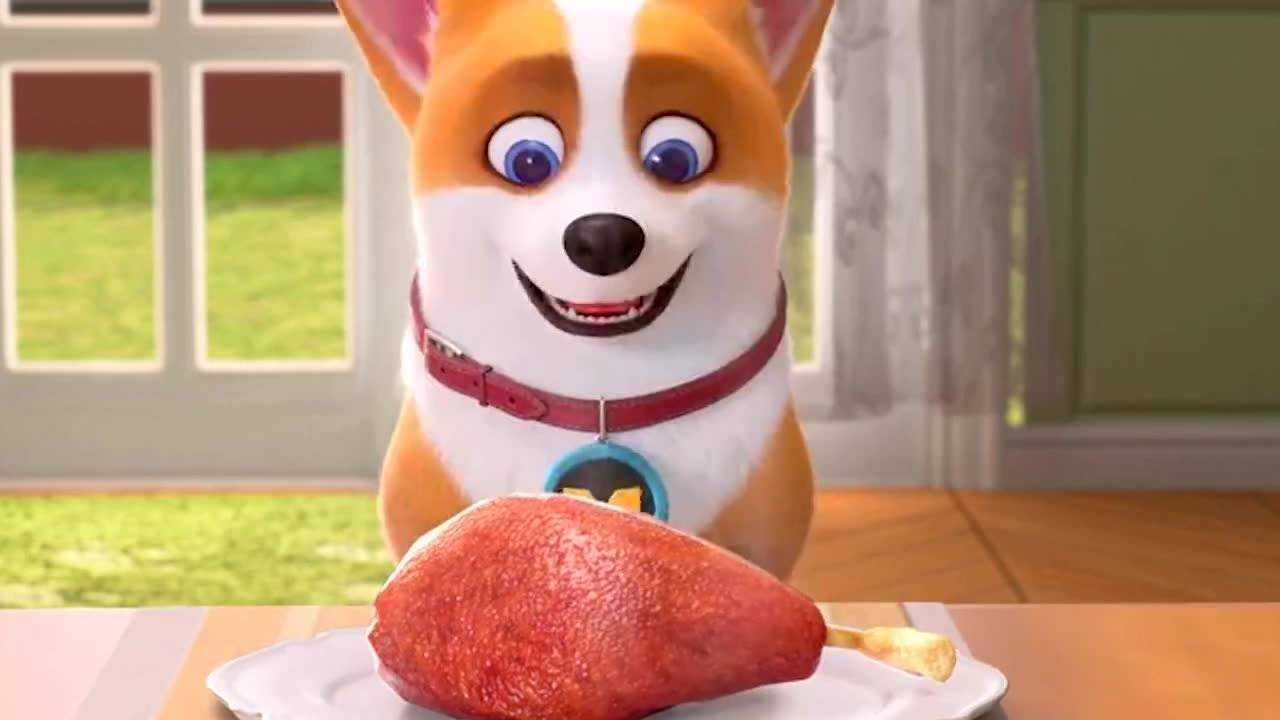 飞狗moco 短腿小柯基:鸡腿那么好吃,为什么我只能看不能吃