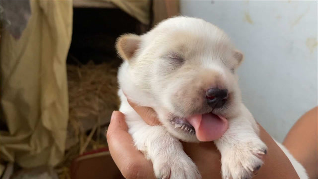 中華田園犬生了3只小狗崽,其中一隻越養越不對勁,什麼問題?